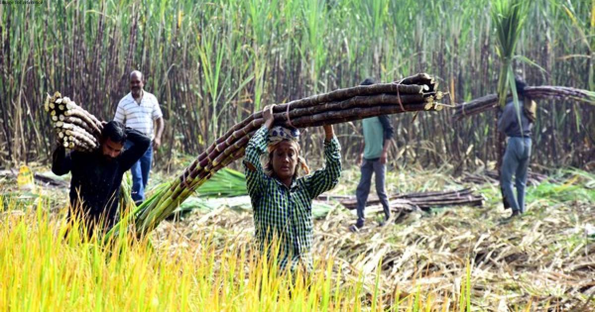 Govt asks sugar mills to export speedily to make early payment to farmers